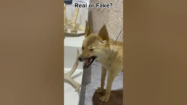 Video thumbnail for Check this out at Darb Al Saai - Qatar National Day celebrations 2023 #qatar #qatarevents