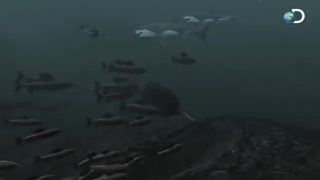 Video thumbnail for Times The Discovery Channel Lied To You