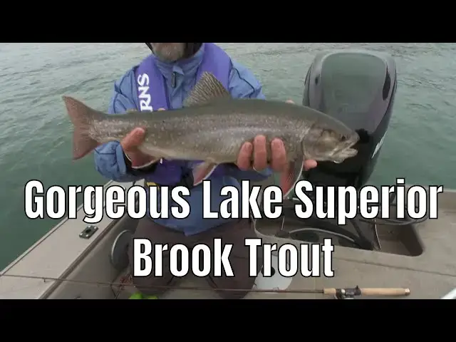 Video thumbnail for Gorgeous Lake Superior Brook Trout  | Fish'n Canada