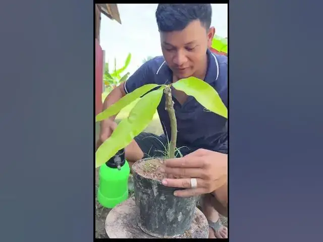 Video thumbnail for How to graft a mango tree with a apple to produce many fruit #grow #mango #garden #grafting