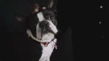 'Video thumbnail for The Popularity of French Bulldogs: A Fascinating Phenomenon'