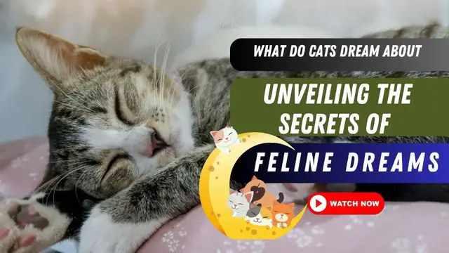 Video thumbnail for What Do Cats Dream About Unveiling The Secrets Of Feline Dreams