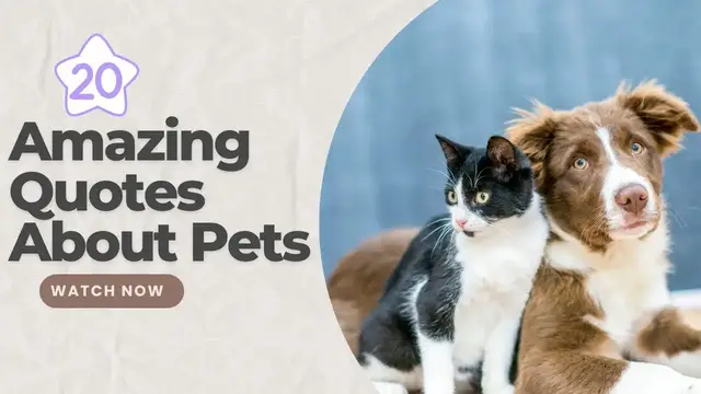 Video thumbnail for 20 Amazing Quotes About Pets