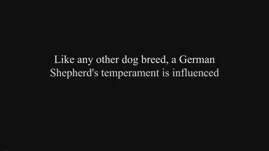 'Video thumbnail for German Shepherds: Debunking the Aggression Myth'