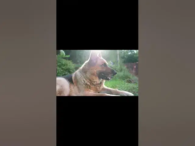 Video thumbnail for Dogs Life 2 #shorts #dogs #dog #doglover #animals #animallover #cat #cats #catlover #doglovers #doge