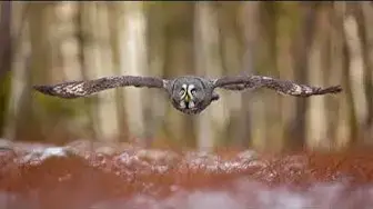 Video thumbnail for "Hoot Hoot! 10 Fascinating Owl Fun Facts That Will Amaze You!"