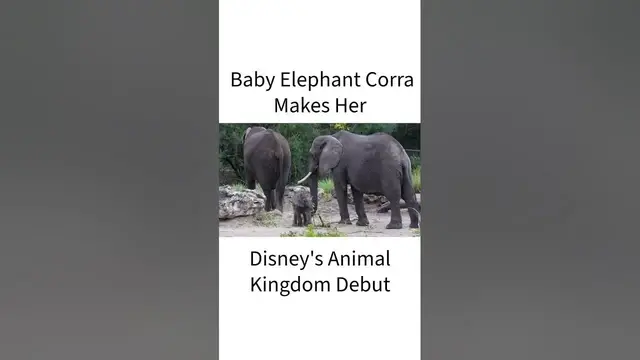 Video thumbnail for Baby Elephant Corra Makes Her Debut to Guests at Disney’s Animal Kingdom