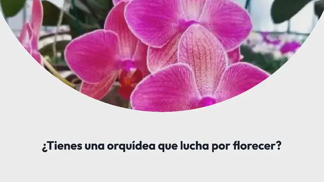 'Video thumbnail for Si haces esto, la orquídea florecerá durante todo un año: los viveristas también la recomiendan.'