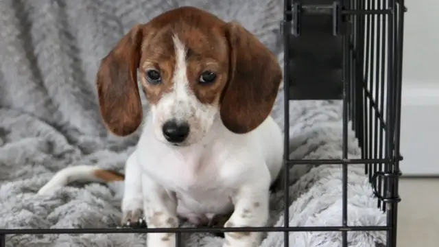 Video thumbnail for Crate Training A Puppy? Here's What Every Owner Should Know
