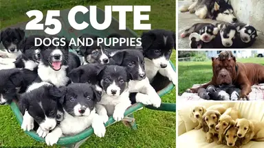 'Video thumbnail for 25 Cute Dogs And Puppies | Dogs with Puppies'