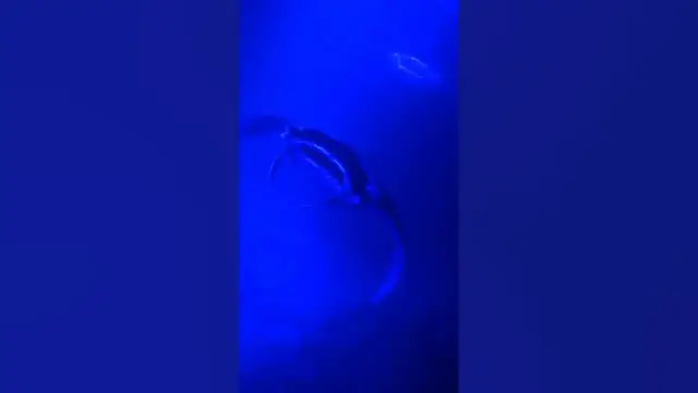 Video thumbnail for Manta Ray Night Dive