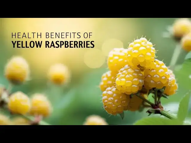 Video thumbnail for The Golden Truth: Unlocking the Health Secrets of Yellow Raspberries