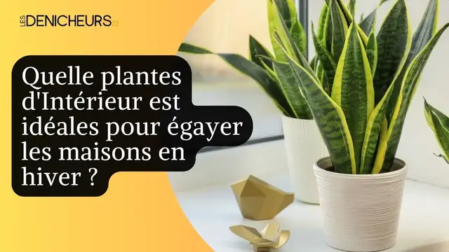 Video thumbnail for 🌵​☘️ Quelle plantes d'Intérieur est idéales pour égayer les maisons en hiver ? ​🪴​