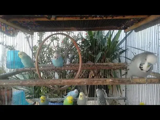 Video thumbnail for Smukke nordiske fugle for afslapning ❄️🐦 #nordicbirds #petads