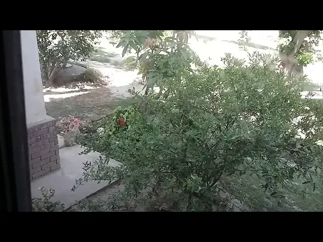 'Video thumbnail for Cat is trying to Eat the Grass | Odd Food of a Cat'