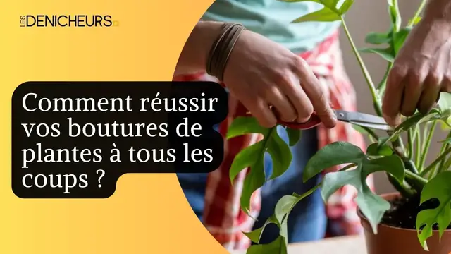 'Video thumbnail for 🎍☘️ Comment réussir vos boutures de plantes à tout les coups 🪴 🏵️'