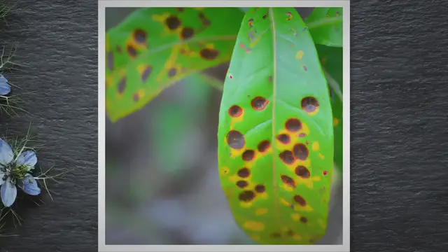 'Video thumbnail for Leaf Spot SOS: A Comprehensive Guide to Identifying, Treating, and Preventing Leaf Spots on Plants'