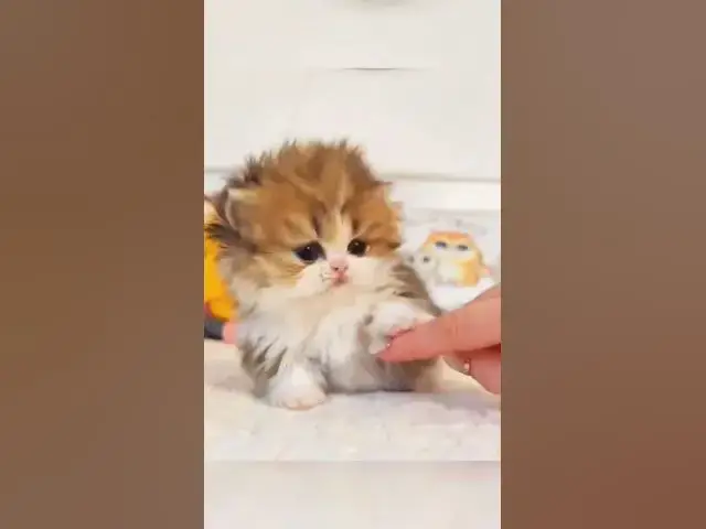 'Video thumbnail for Cats^-^ #trending #youtubeshorts #viral #kids #satisfying #cats #shorts #cute #kittens #heart #cats'
