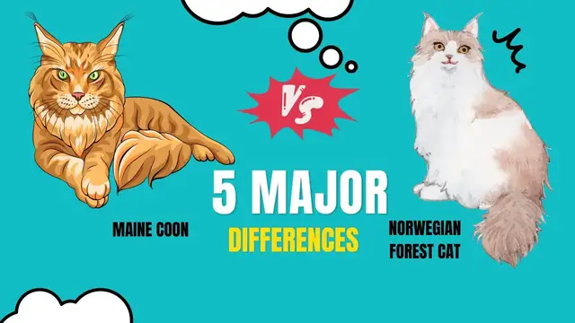 'Video thumbnail for Maine Coon Vs Norwegian Forest Cat'
