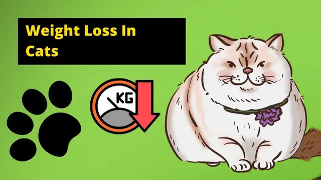 Video thumbnail for Why My Cat loses Weight Suddenly?