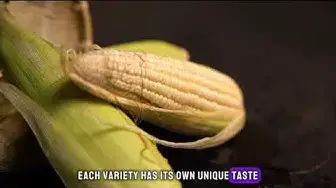 Video thumbnail for "Unlocking the Kernel: 10 Surprising Corn Fun Facts You Didn't Know"