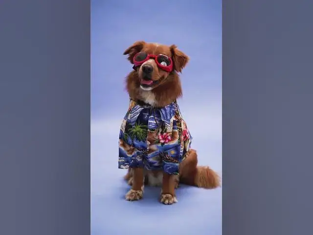 Video thumbnail for Dogs Life 5 #shorts #dogs #dog #doglover #animals #animallover #cat #cats #catlover #doglovers #doge