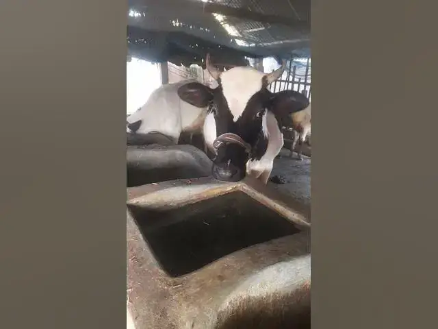 Video thumbnail for Cow#bast #short video #viral #youtube shorts