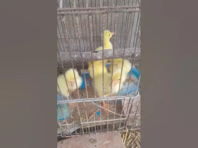 Video thumbnail for Baby swans#shortvideo #viral #shorts