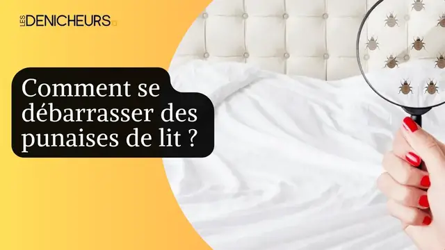 Video thumbnail for 🕷️​📢 Comment se débarrasser des punaises de lit ? ​💥​