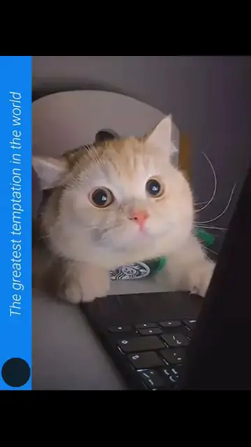 'Video thumbnail for Funny cats'