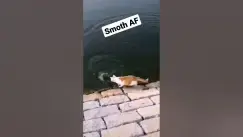 Video thumbnail for Cat Burglar #funny #fishingfails #fishing