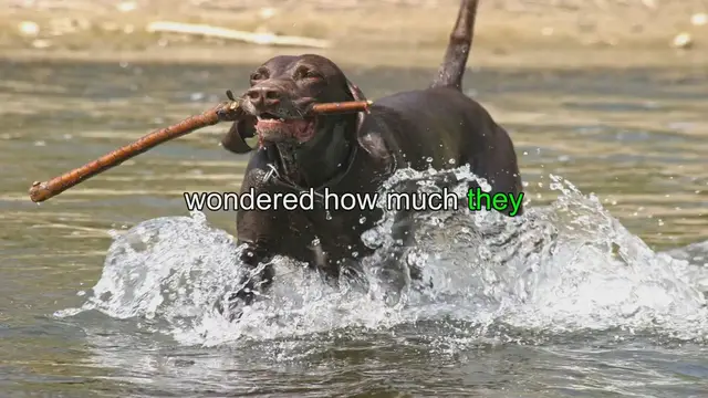 Video thumbnail for German Shorthaired Pointers: Feeding Guide and Daily Food Requirements