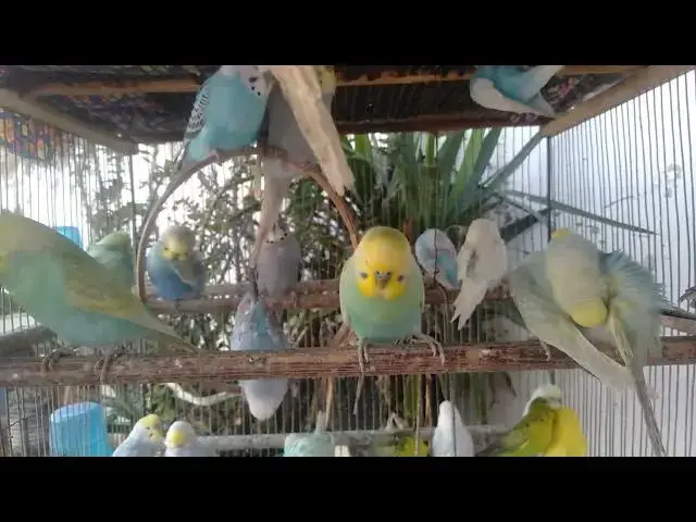 Video thumbnail for Nordisk kæledyrsglæde i rolige billeder 💙🐤 #petjoy #undulat #rpmfriendly