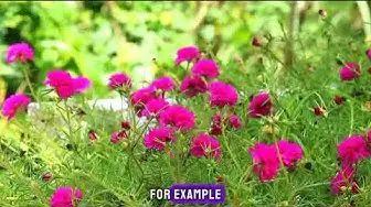 Video thumbnail for "Blooming Beauties: Exploring the World's Most Stunning Flowers!"