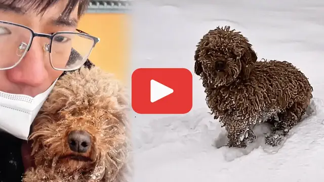 Video thumbnail for A Stray Dog Shivered in the Snow—Frozen, Yet Refusing to Give Up