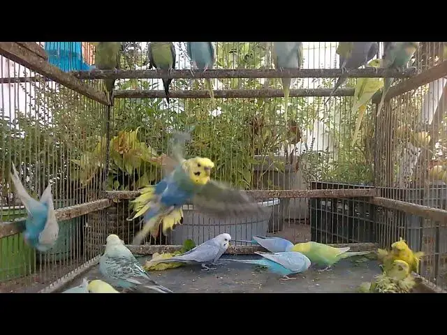 'Video thumbnail for 🐦 インコの朝のルーティンをのぞいてみよう'