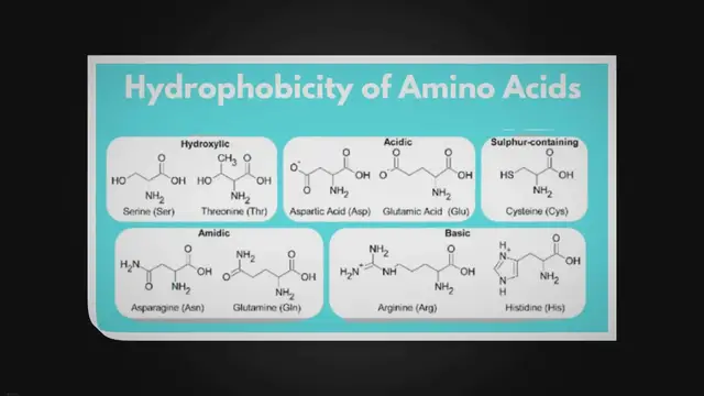 Video thumbnail for Hydrophobicity of Amino Acids