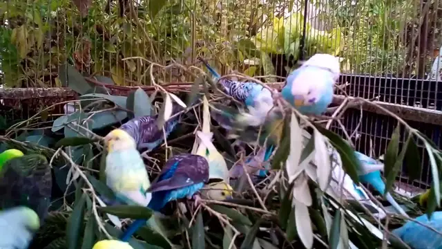 'Video thumbnail for 🎵セキセイインコが歌う「春のメロディー」🌸🐦'
