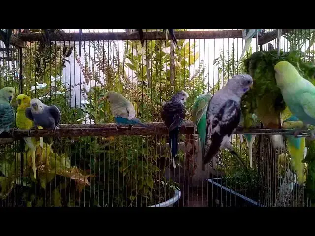 'Video thumbnail for 💚 セキセイインコ同士のやさしい触れ合いに感動'