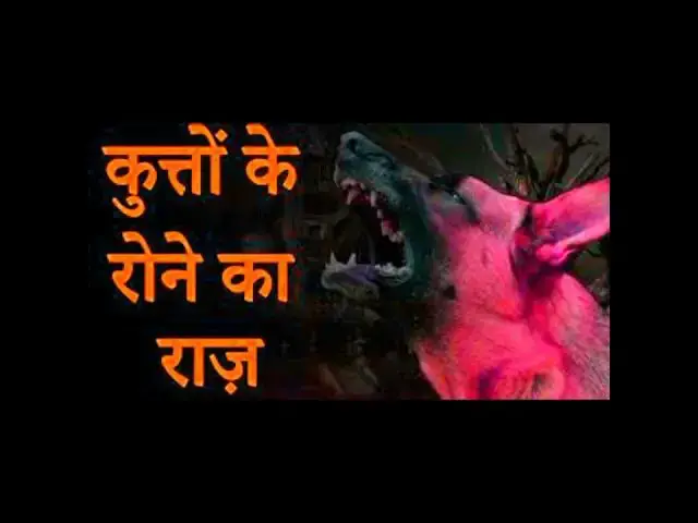 Video thumbnail for कुत्ते रात को क्यों रोते हैं? | Why do dogs cry at night? #shorts