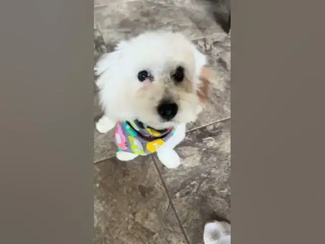 'Video thumbnail for Maltipoo haircut #shorts'