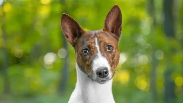 Video thumbnail for Looking For A Low-Maintenance Dog? Start With These Breeds
