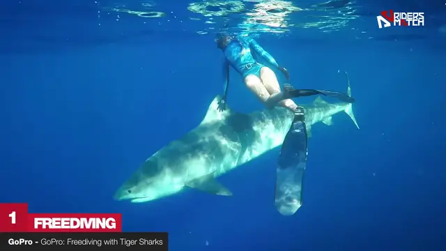 'Video thumbnail for Would you dare to dive with Ocean Ramsey and his sharks? | Ocean Scenes'