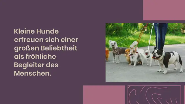 Video thumbnail for 44 beliebte kleine Hunderassen (mit Bild)