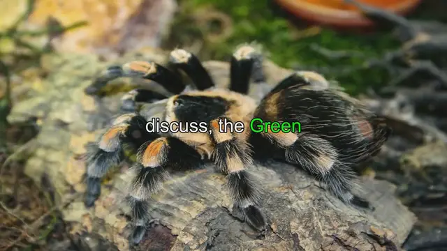 Video thumbnail for Ultimate Green Bottle Blue Tarantula Care Guide