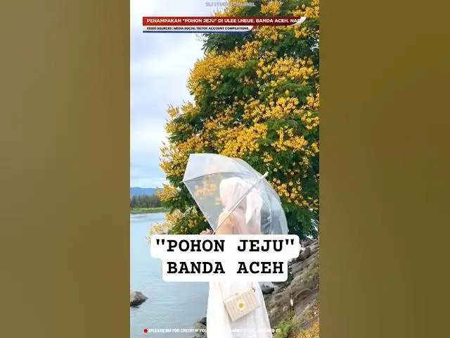 'Video thumbnail for PART 1 - POHON JEJU ATAU POHON ANGSANA (POHON ASAN) #pohonjejuaceh #pohonviralaceh #pohonangsana'