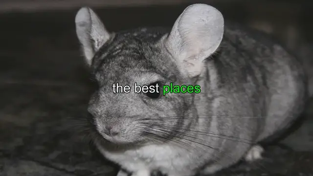 Video thumbnail for Best Places to Buy a Chinchilla & Overview