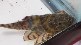 Video thumbnail for June 2022 tiktok reels and YouTube shorts compilation