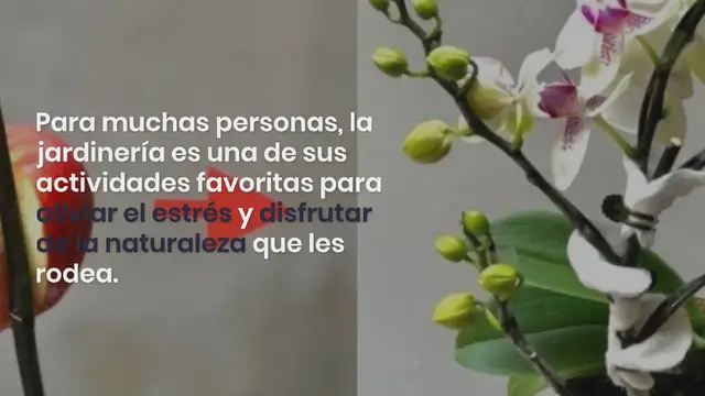 Video thumbnail for He aquí por qué deberías plantar tenedores de plástico en el jardín: