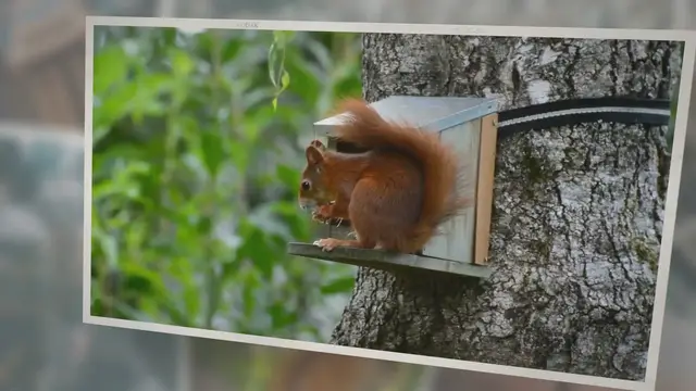 'Video thumbnail for Where Can I See Red Squirrels in Anglesey?'